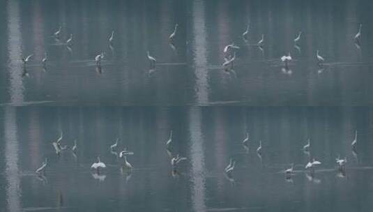 大自然的白鹭飞翔高清在线视频素材下载
