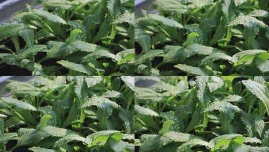喷淋 育苗 自动化农业大棚高清在线视频素材下载