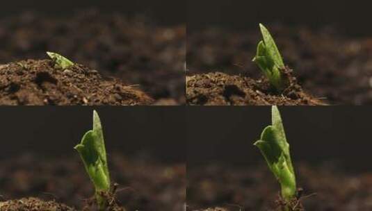 顽强的生命力破土而出的种子高清在线视频素材下载