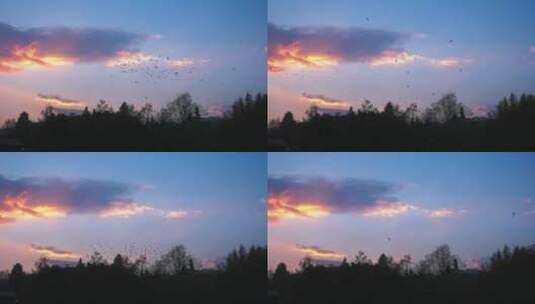 落日夕阳晚霞天空中飞翔的鸟群高清在线视频素材下载