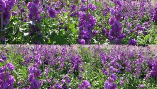 紫罗兰花柱花卉花朵植物绿化园林景观花草09高清在线视频素材下载