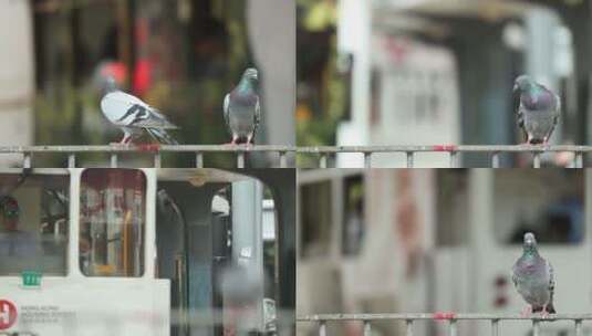 香港城市里的鸽子（变焦）高清在线视频素材下载