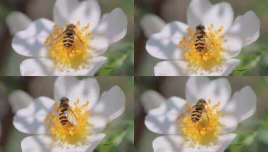 蜜蜂采集花粉的微距镜头-慢镜头高清在线视频素材下载