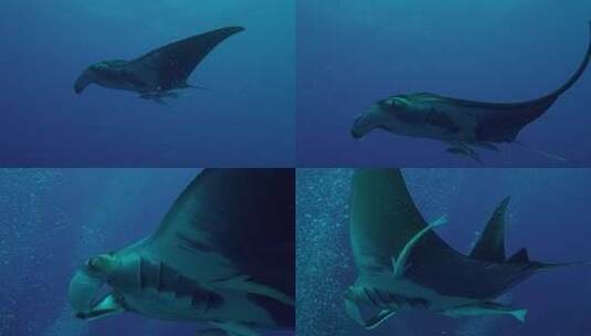 海底蝠鲼魔鬼鱼海洋世界高清在线视频素材下载