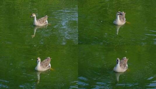 鸿雁在池塘游泳 家鹅养鹅高清在线视频素材下载