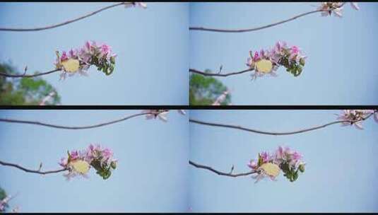 4k春季路边洋紫荆花边界绿化阳光唯美高清在线视频素材下载