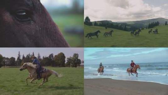 马群奔跑海边踏浪前行视频素材 视频合集高清在线视频素材下载