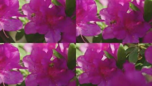 蜜蜂在杜鹃花上采蜜飞舞特写慢镜头高清在线视频素材下载