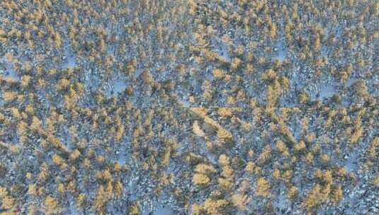 森林草原过渡地带樟子松林雪景高清在线视频素材下载