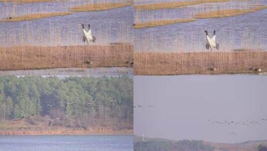 4K拍摄 云南念湖黑颈鹤水上飞行高清在线视频素材下载