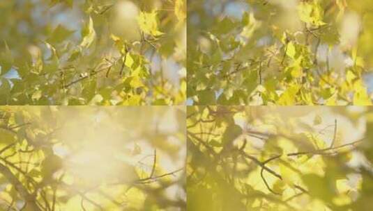 4k唯美秋天枫树风吹叶动/逆光树叶高清在线视频素材下载