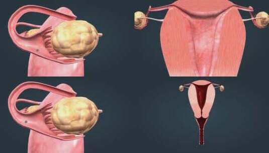 医学人体女性生殖器官卵巢子宫三维动画高清在线视频素材下载