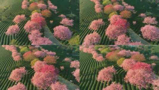 浙江湖州春日梅花梅园铁佛寺近景高清在线视频素材下载