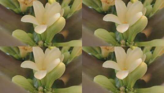 木瓜花植物高清在线视频素材下载