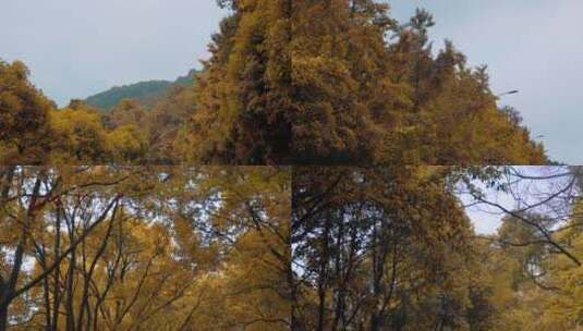 秋天沿途旅游风景高清在线视频素材下载