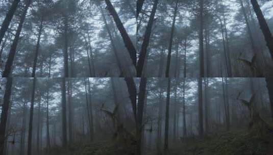 雨中迷雾森林高清在线视频素材下载