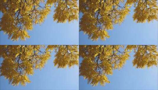 秋天美丽的树叶高清在线视频素材下载