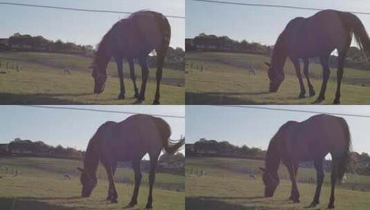 棕色的马在田野里吃草高清在线视频素材下载