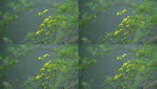 春天杭州花港观鱼阴雨天植物绿色自然高清在线视频素材下载