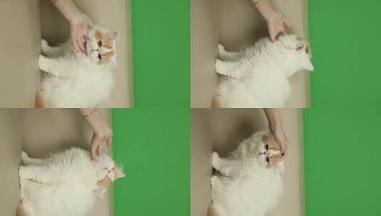 加菲猫抚摸 逗猫 绿幕高清在线视频素材下载