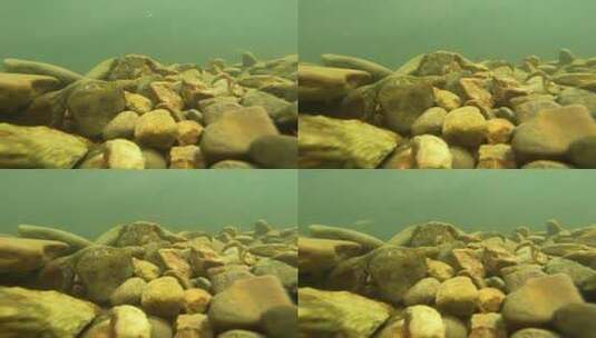 清澈的溪水里发光的石头和鱼群高清在线视频素材下载