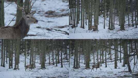 森林深处一只鹿高清在线视频素材下载