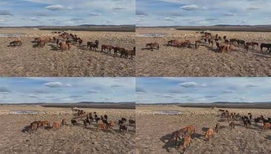 草地草场行走的马群高清在线视频素材下载