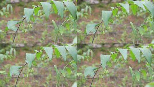 黄精植物高清在线视频素材下载