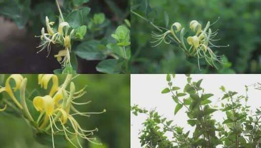 中草药金银花开花收获高清在线视频素材下载