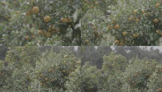 广西砂糖橘桔子4Kslog3实拍素材高清在线视频素材下载