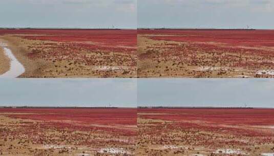 湿地 红毯 航拍高清在线视频素材下载