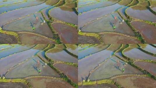 水田 梯田 水稻 种植 耕作高清在线视频素材下载