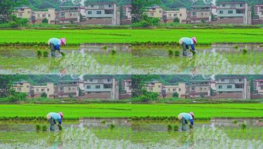 农民插秧水稻种子春天立春雨水芒种小满稻谷高清在线视频素材下载