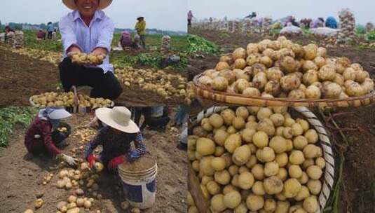 马铃薯收获土豆收获高清在线视频素材下载