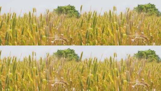 夏日阳光风吹金色麦浪自然风景实拍视频高清在线视频素材下载