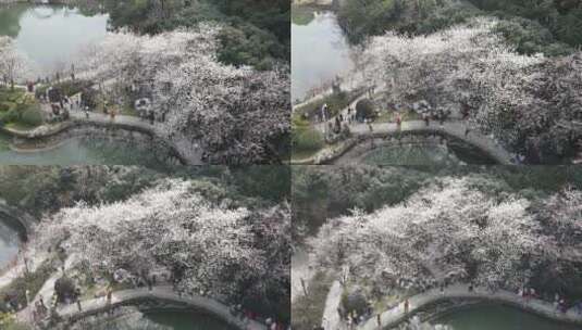 春天人们出门赏花，望月公园樱花盛开成海高清在线视频素材下载