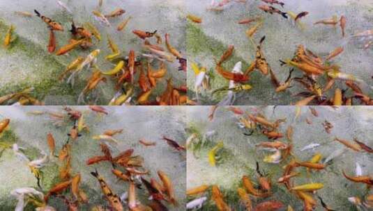 锦鲤和金鱼在淡水中游泳高清在线视频素材下载