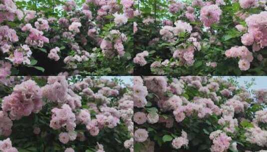 蔷薇花丛横移3高清在线视频素材下载