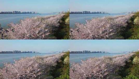 杭州滨江樱花跑道高清在线视频素材下载