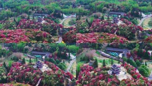 贵州毕节百里杜鹃景区航拍高清在线视频素材下载