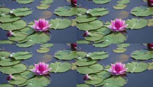 夏天池塘里盛开的睡莲在水流下摇动高清在线视频素材下载