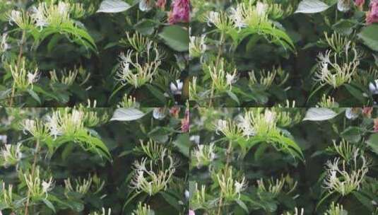 雨后美丽白色金银花特写高清在线视频素材下载