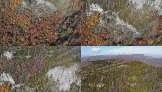 空中：秋天森林的天轨照片，树木呈黄色，周高清在线视频素材下载