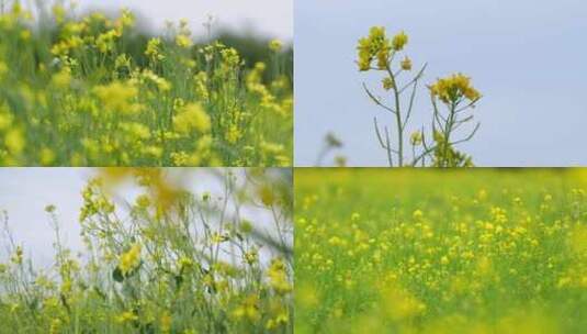 油菜花花海 沈阳西峡谷花田 唯美油菜花高清在线视频素材下载