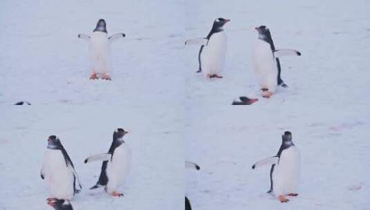有趣的动物慢动作企鹅在南极洲雪地上行走，高清在线视频素材下载