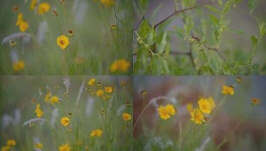 黄花上的蜜蜂高清在线视频素材下载