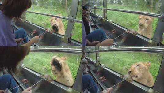 野生动物园狮子老虎高清在线视频素材下载