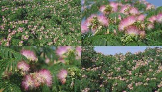 合欢树开花高清在线视频素材下载