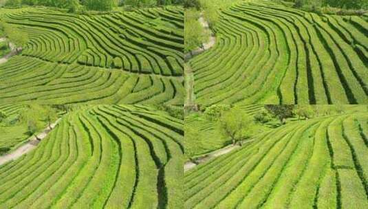 种植园，梯田，茶，绿色高清在线视频素材下载