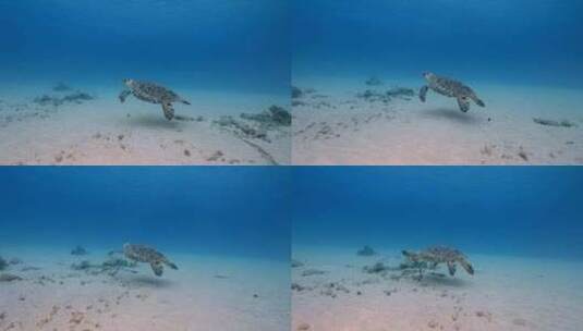 海龟，海洋，海洋生物，水下高清在线视频素材下载